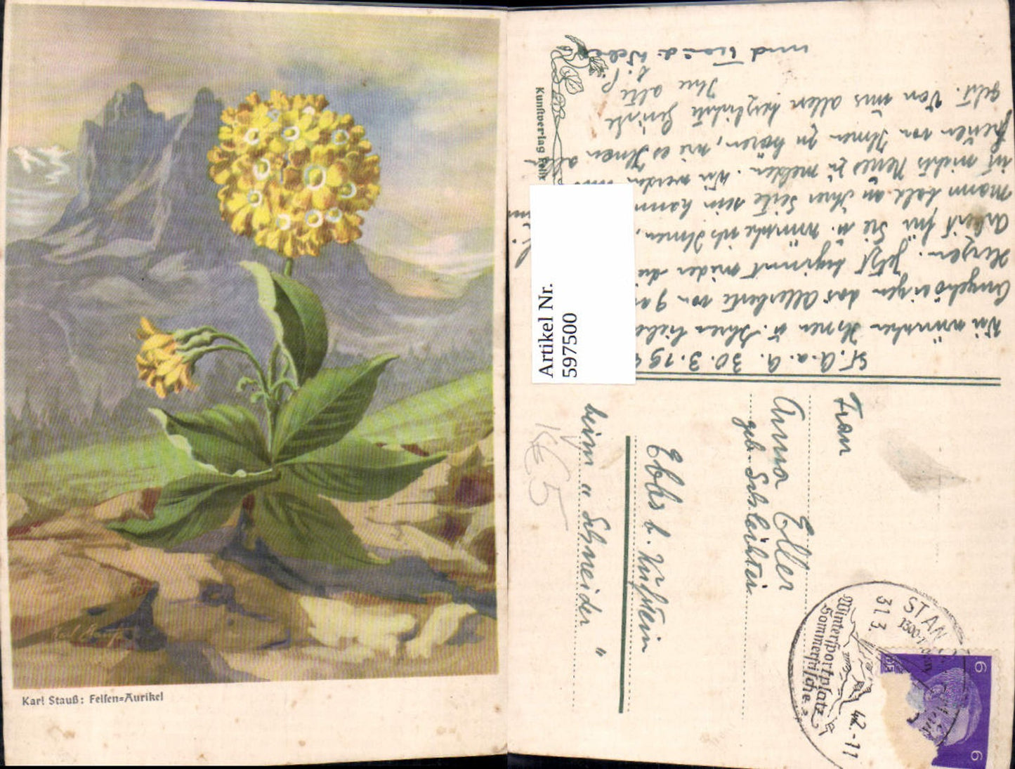 597500,Künstler Ak Karl Stauß Felsen-Aurikel Blume Alpenflora Berglandschaft pub Felix Korn