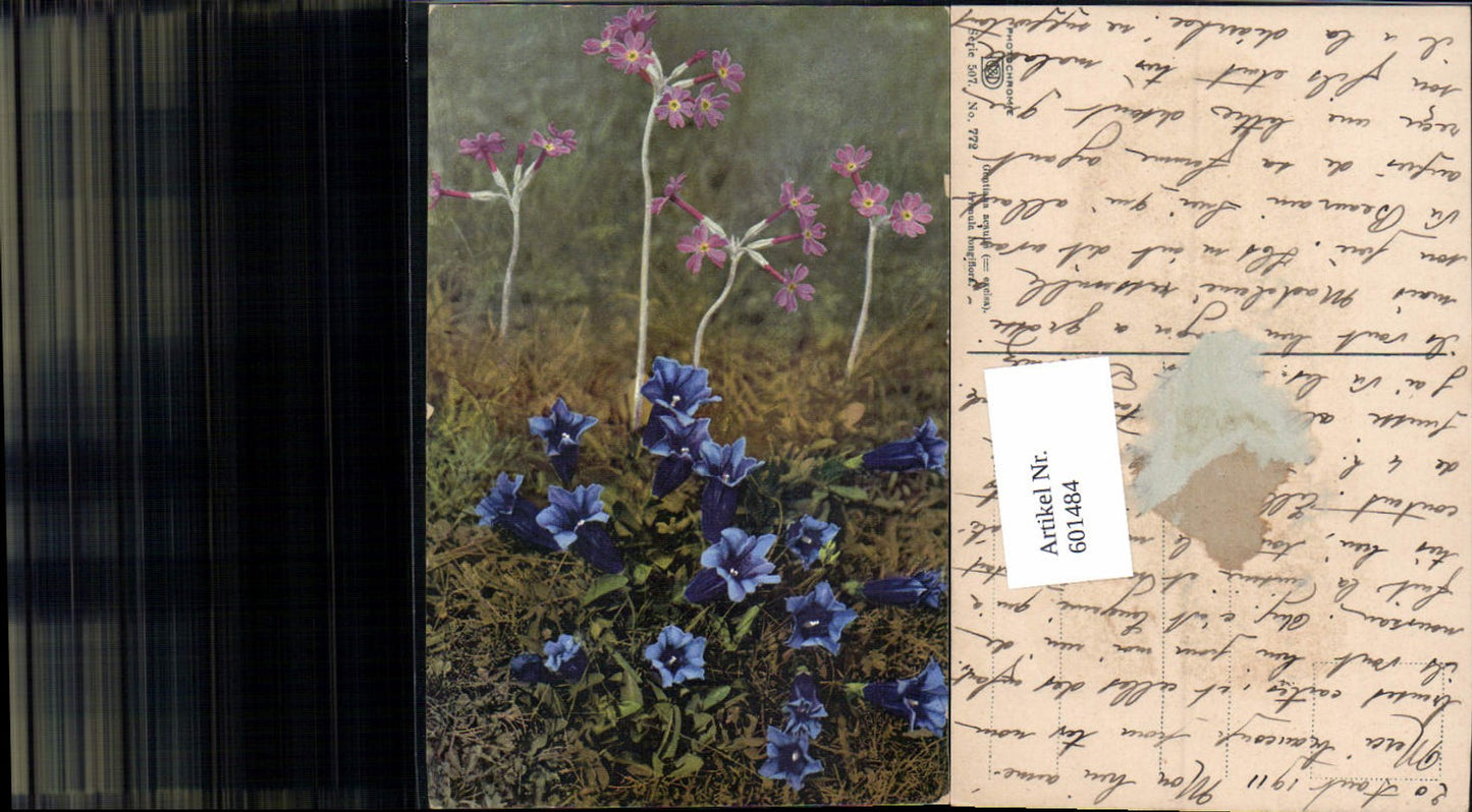 601484,Photochromie Nenke & Ostermaier 507-772 Gentiana acaulis excisa