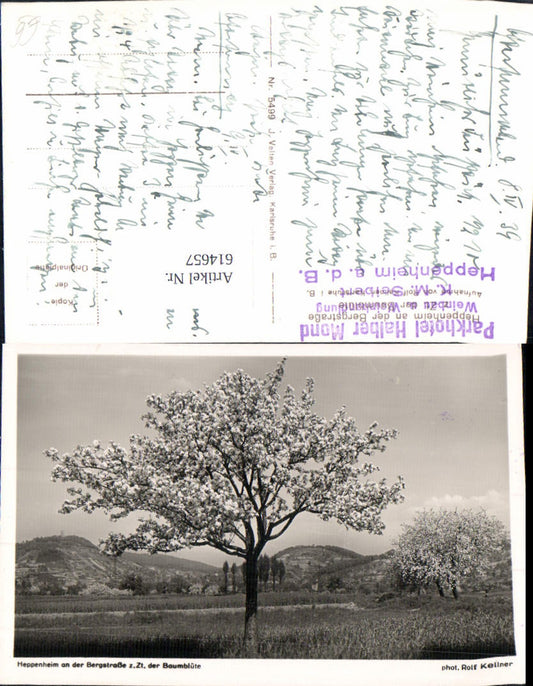 614657,Foto Ak Heppenheim a. d. Bergstraße Baumblüte