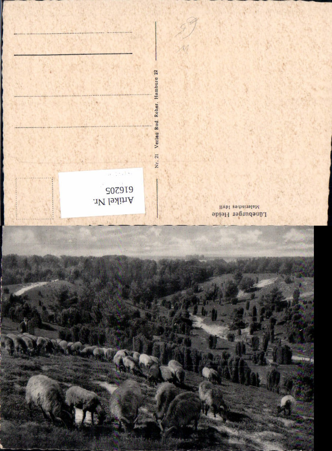 616205,Lüneburger Heide Malerisches Idyll Schafe Schafherde b. Lüneburg