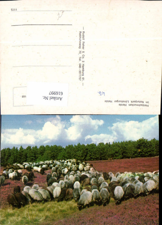 616997,Heidschnuken Herde Schafe Schafherde Lündburger Heide Lüneburg Umgebung