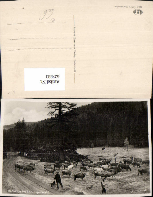 627883, Photo Ak herd of cows in the Thuringian Forest cattle cows herdsman Eisenach Ilmenau