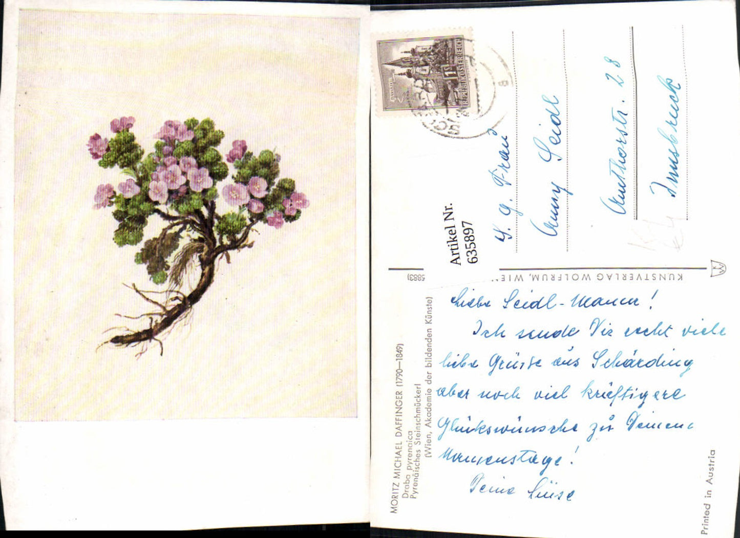 635897,Künstler Ak Moritz Michael Daffinger Draba pyrenaica Steinschmückerl Flora Blume
