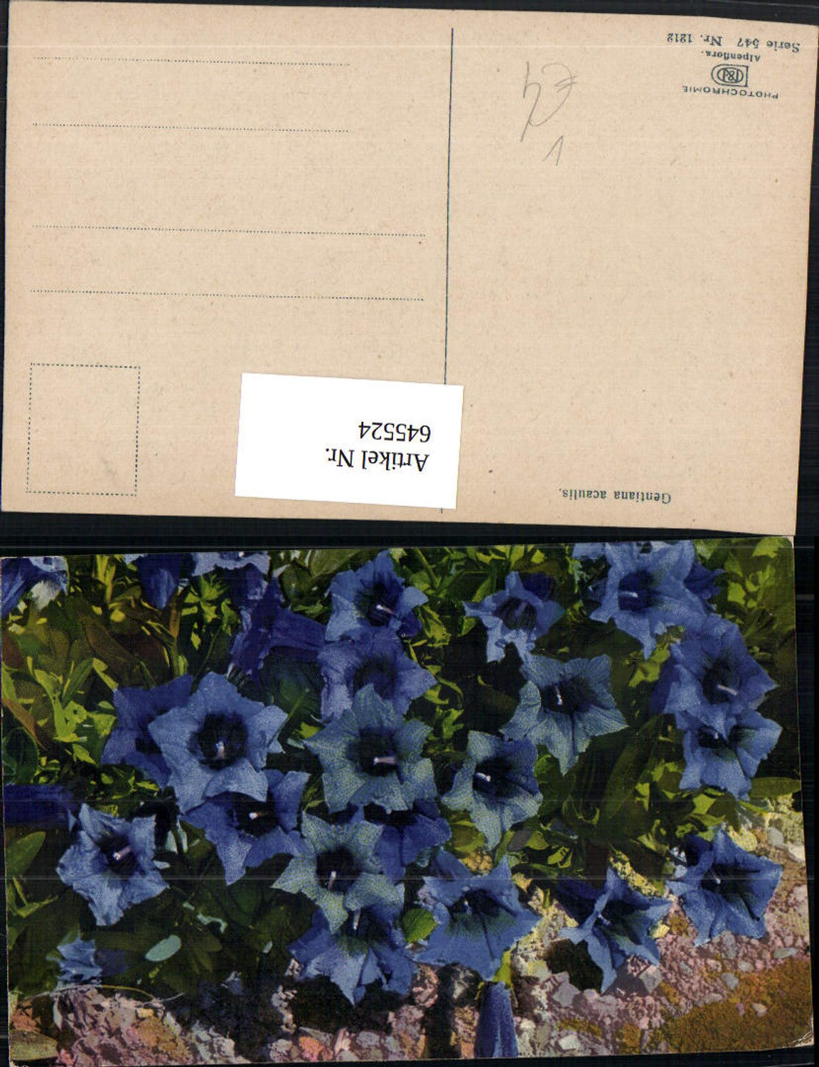 645524,Photochromie Ostermaier & Nenke Alpenflora 547 Gentiana acaulis