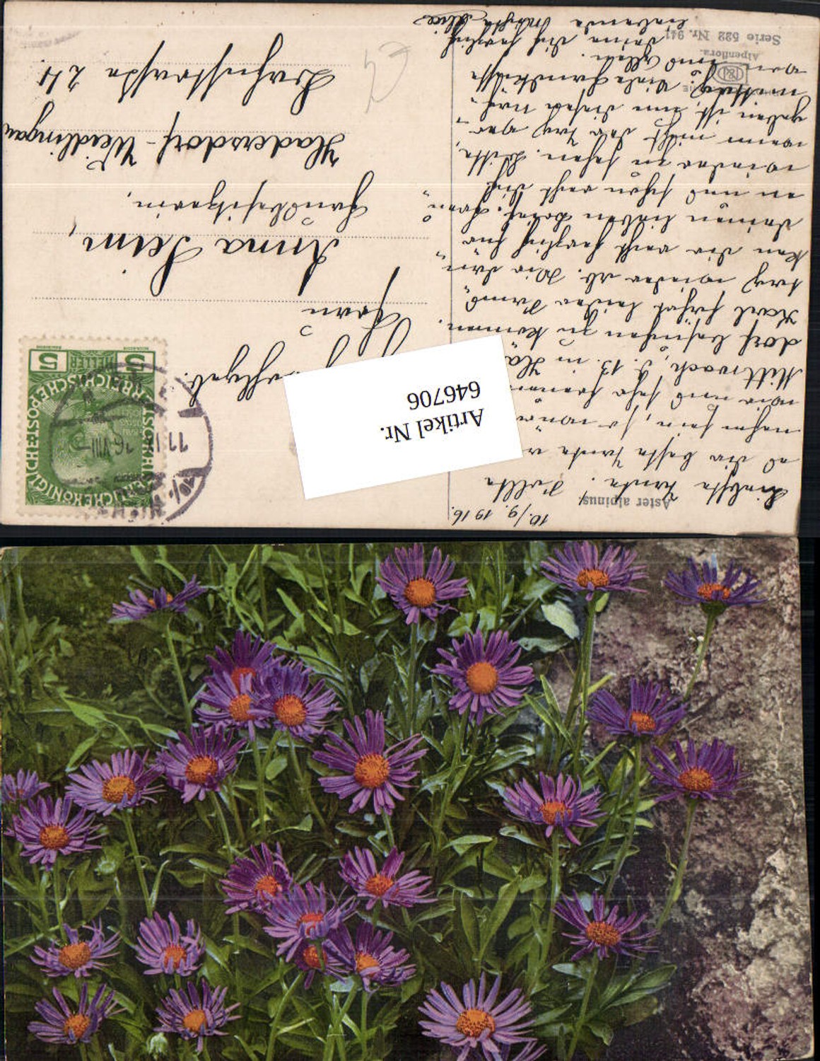 646706,Photochromie Nenke & Ostermaier 522-941 Aster Alpinus