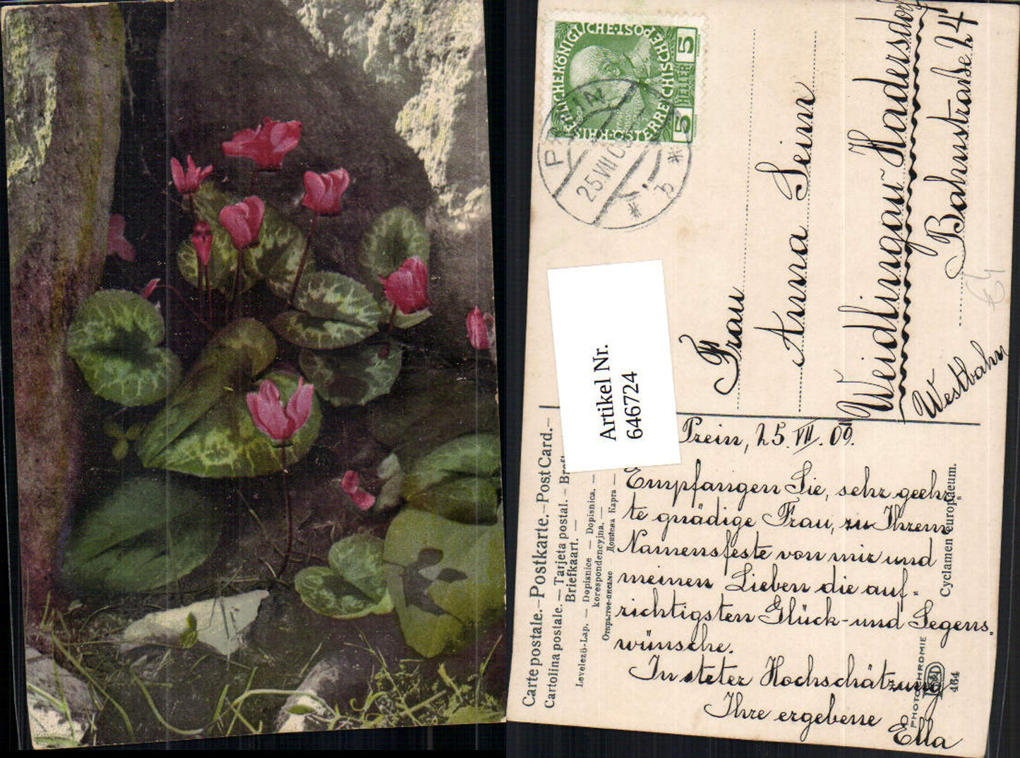 646724,Photochromie Nenke & Ostermaier 464 Cyclamen Europaeum