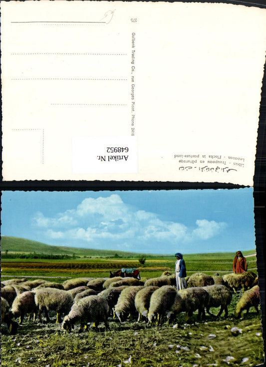 648952,Liban Lebanon Libanon Flocks in pasture-land Schafe Herde Landwirtschaft