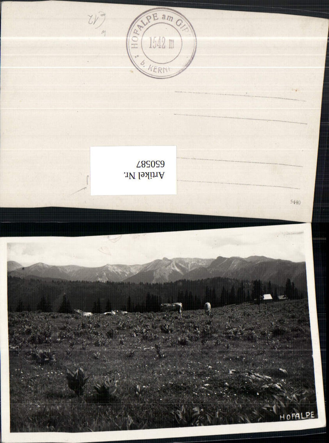 650587,Foto Ak Hofalpe Rinder Kühe Kernhof St. Aegyd am Neuwalde