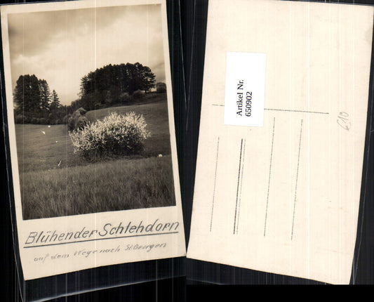 650902,tolle Foto-AK Schlehdorn bei St. Georgen am Ybbsfeld (Nachlaß)