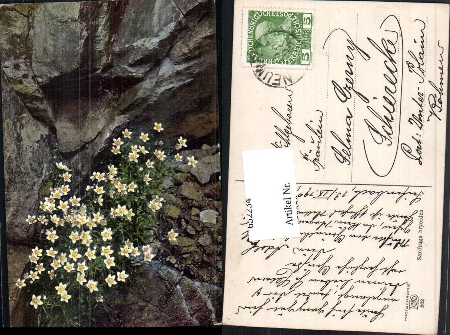 652234,Photochromie Ostermaier & Nenke 502 Saxifraga byroides