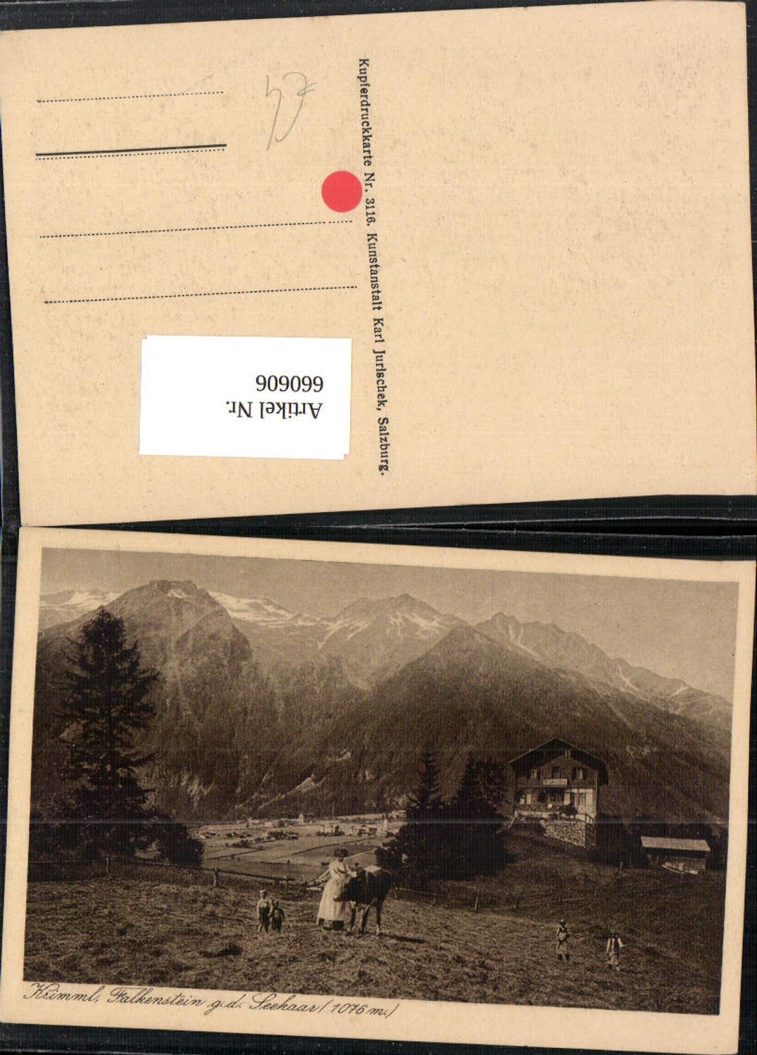 660606,Krimml Falkenstein g. d. Seekaar Kühe Rinder