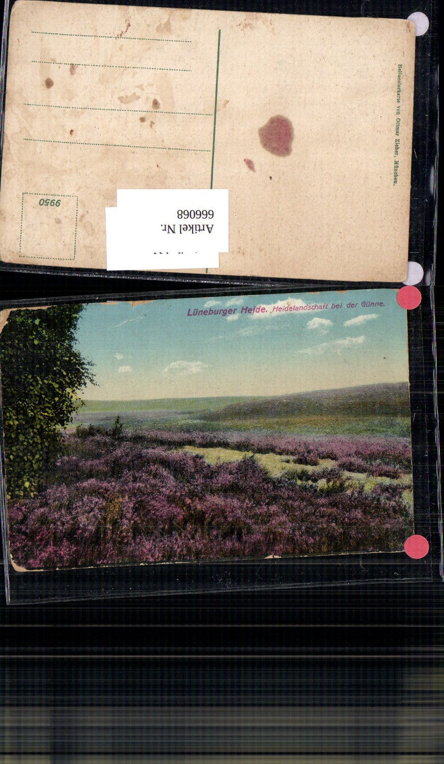 666068,Lüneburger Heide bei der Günne