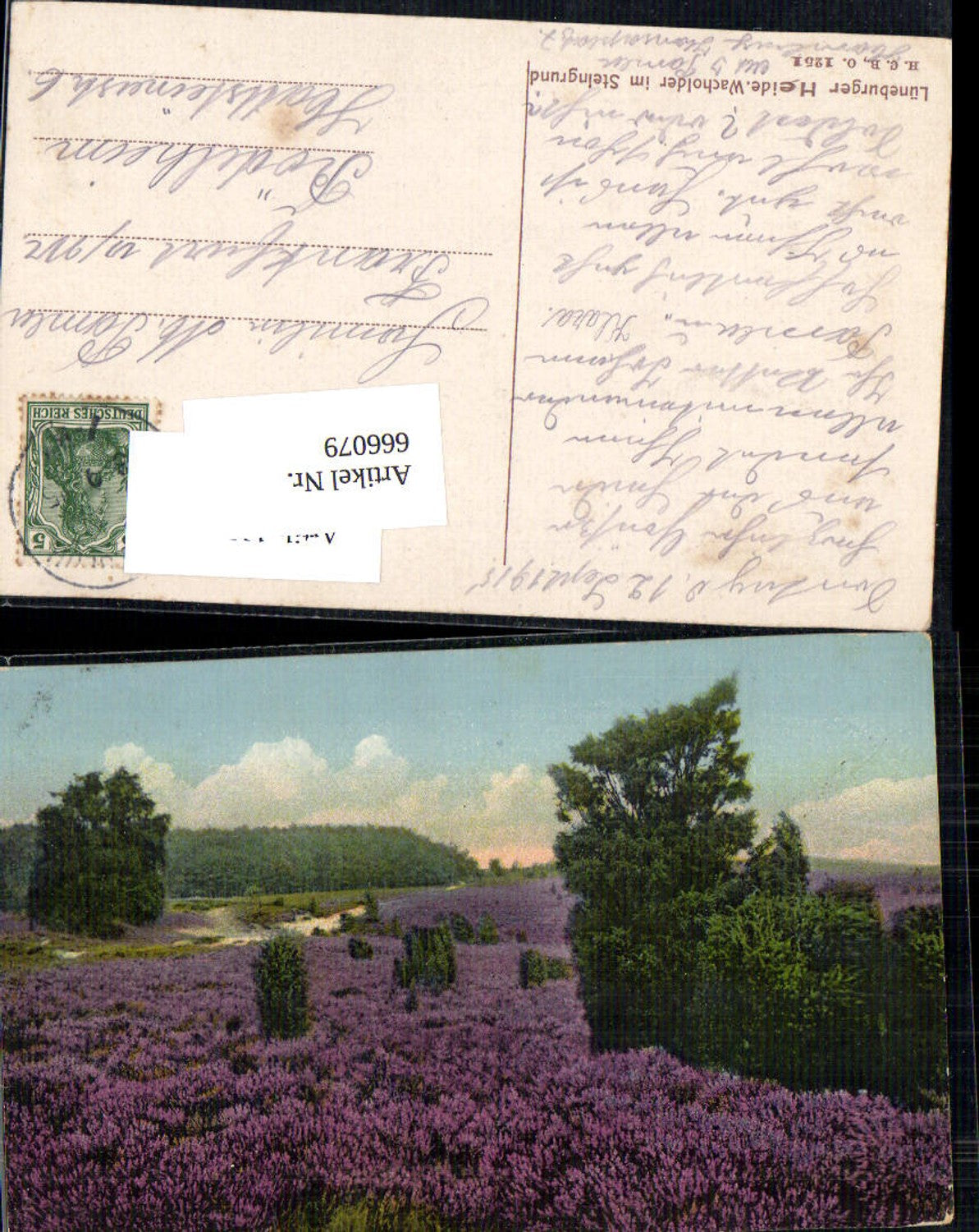 666079,Lüneburger Heide Wacholder im Steingrund