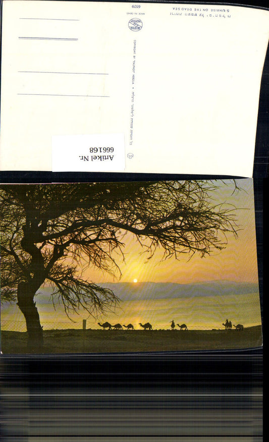 666168,Sunrise on the Dead Sea Kamele Israel