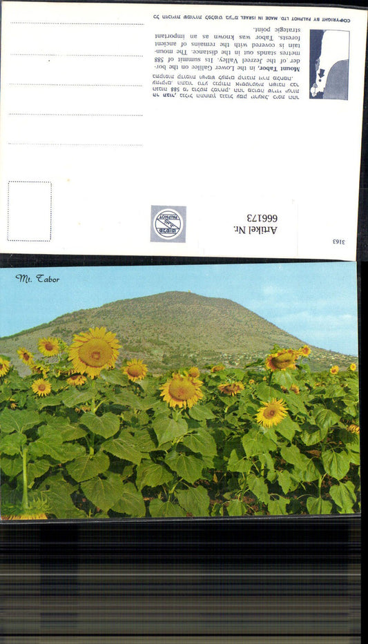 666173,Mount Tabor Lower Galilee Jezreel Valley Sonnenblumen Israel