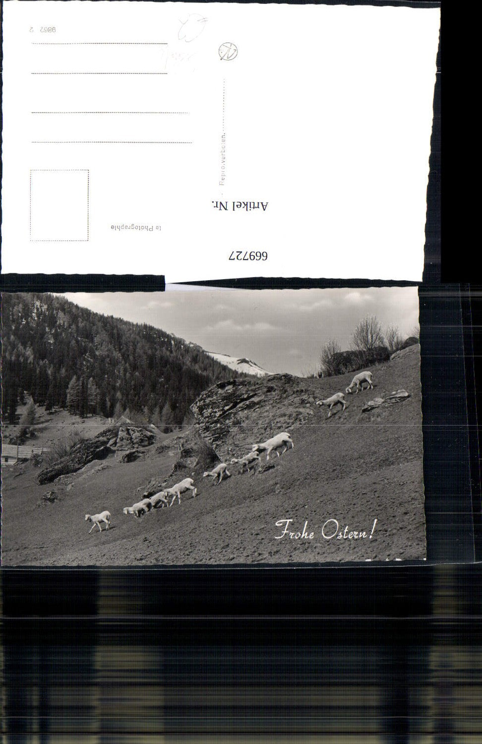 669727,Foto Ak Tiere Schafe Schafherde Berglandschaft Frohe Ostern
