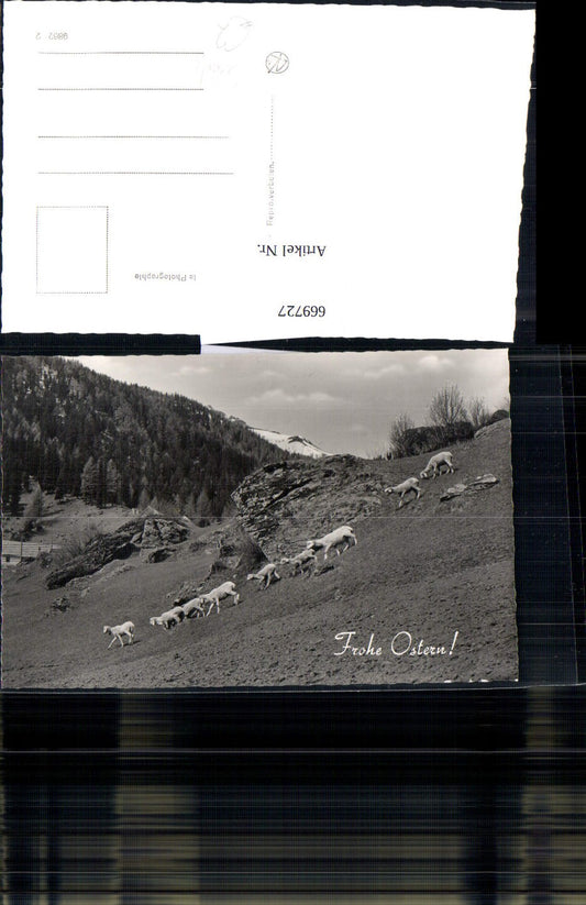 669727,Foto Ak Tiere Schafe Schafherde Berglandschaft Frohe Ostern
