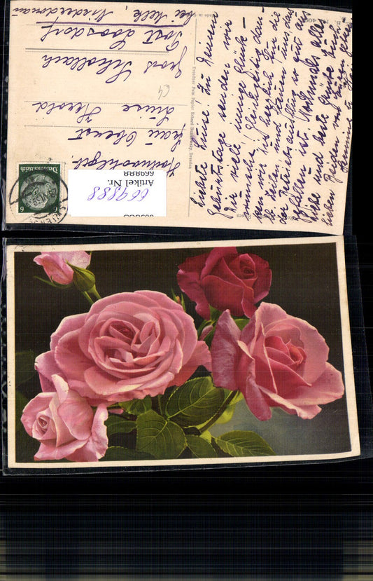 669888, Pink Roses Flowers Flora
