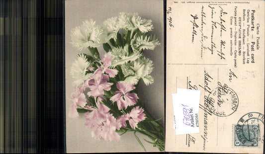 670591,Weiße u. Rosa Nelken Blumen pub Martin Rommler Co 628