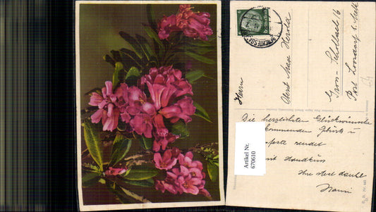670610,Rhododendron Blumen Flora Pflanzen