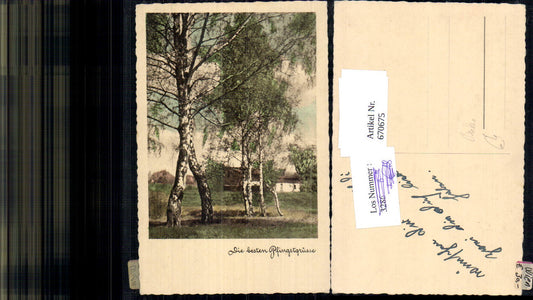 670675,Baum Birken Wald Landschaft Pfingsten