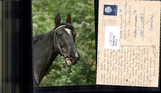670712,Tiere Pferd Pferdekopf Schwarz Weiß m. Halfter Reiten