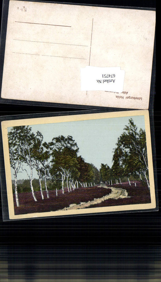 674751,Lüneburger Heide Birkenweg Birken Bäume