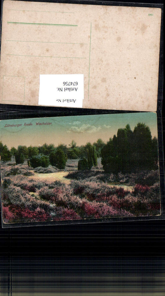 674756,Lüneburger Heide Wacholder