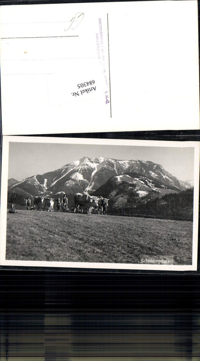 684305 Scheiblingstein bei Lunz am See Gaming Bauern Gespanne Kühe Ochsen