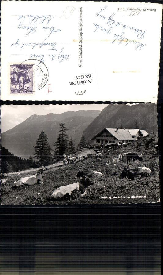 687229 Golling Jochalm im Bluntautal Kühe