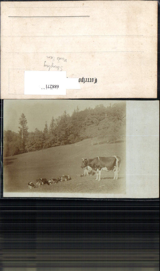 688271 Foto-AK Strengberg Bez. Amstetten Kühe auf Weide Kuh