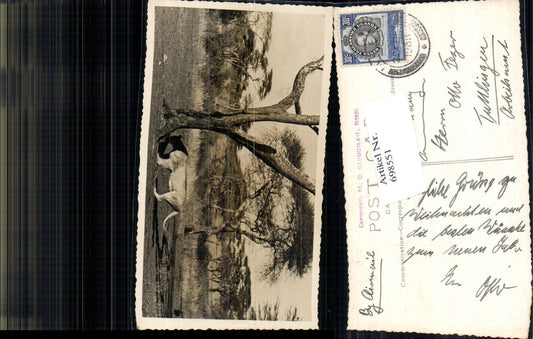 698551 Africa Uganda Safari Tansania Tanzania Moshi Moschi Löwe pub M. D. Gaudghau