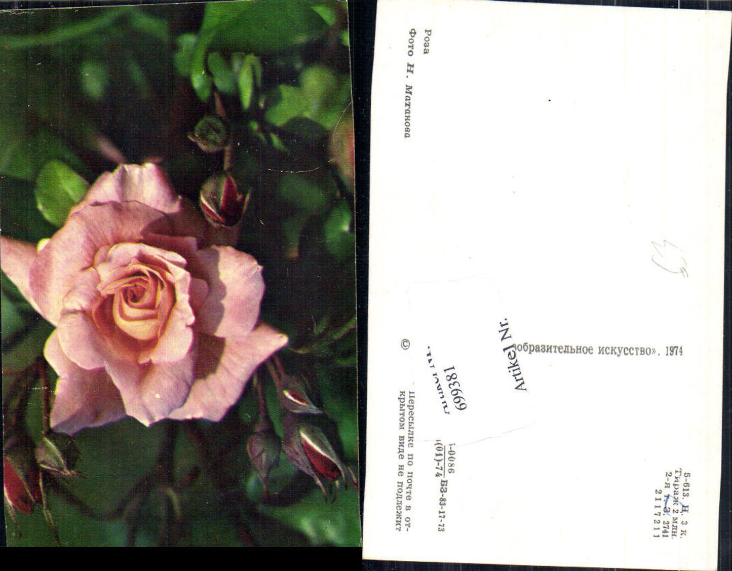 699381 Photo AK Rose Flower