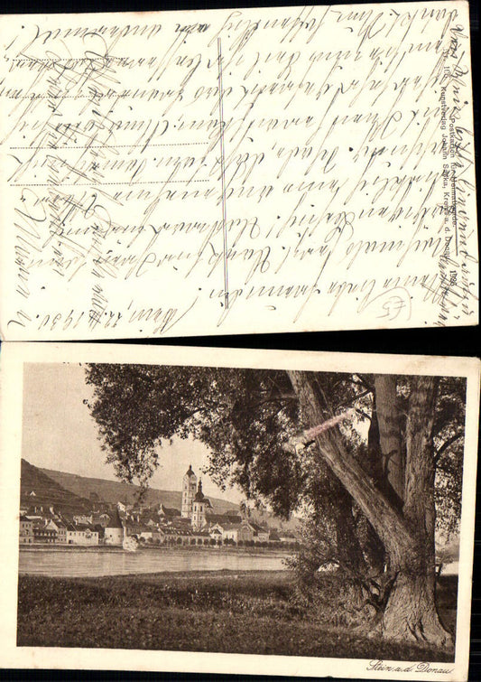 701170 Stein an der Donau Krems Baum