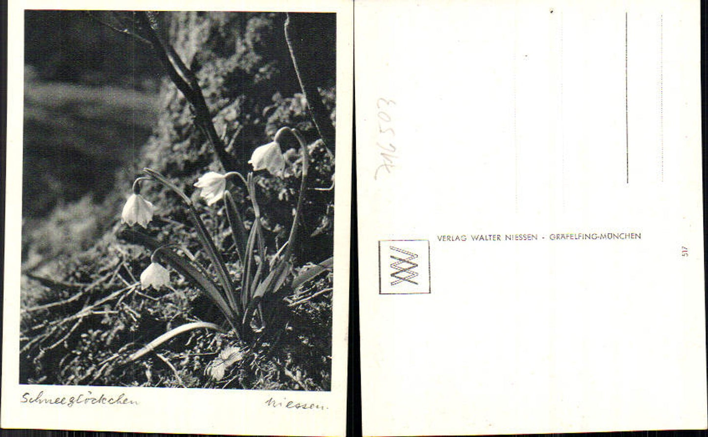 716503 Verlag Walter Niessen Gräfelfing München Schneeglöckchen Blumen
